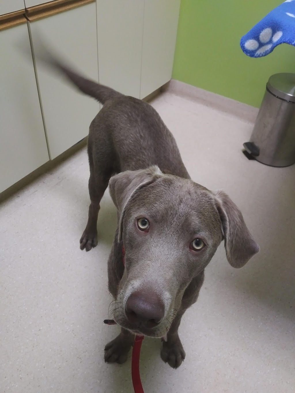 Assiniboia Animal Hospital | 3050 Portage Ave, Winnipeg, MB R3K 0Y1, Canada | Phone: (204) 889-5570