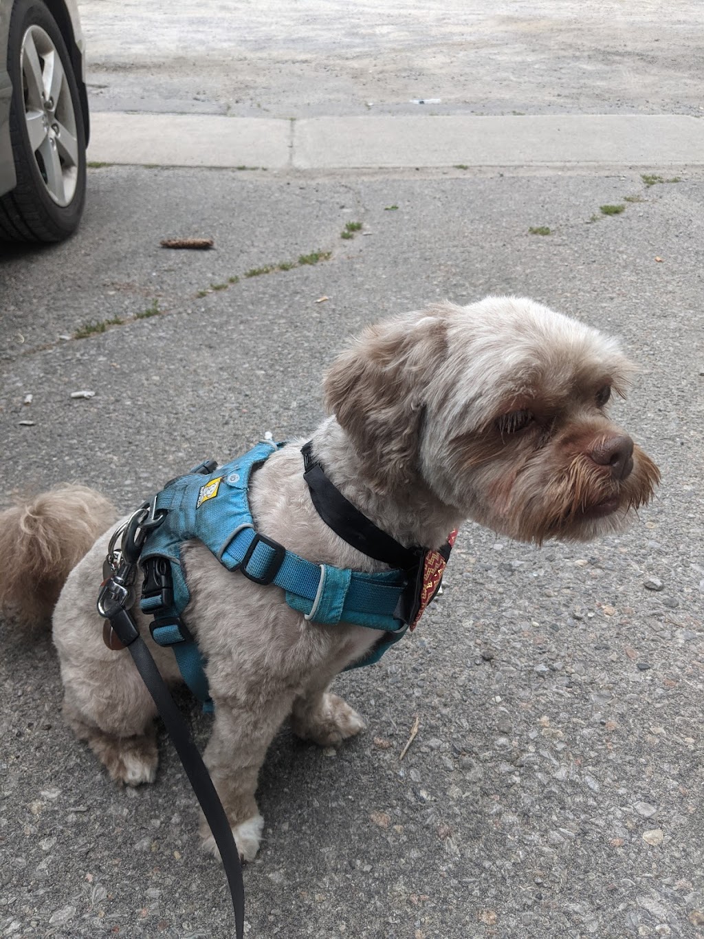 Paws For Thought Pet Grooming | 100 Nonquon Rd #3, Oshawa, ON L1G 3S4, Canada | Phone: (905) 240-5520