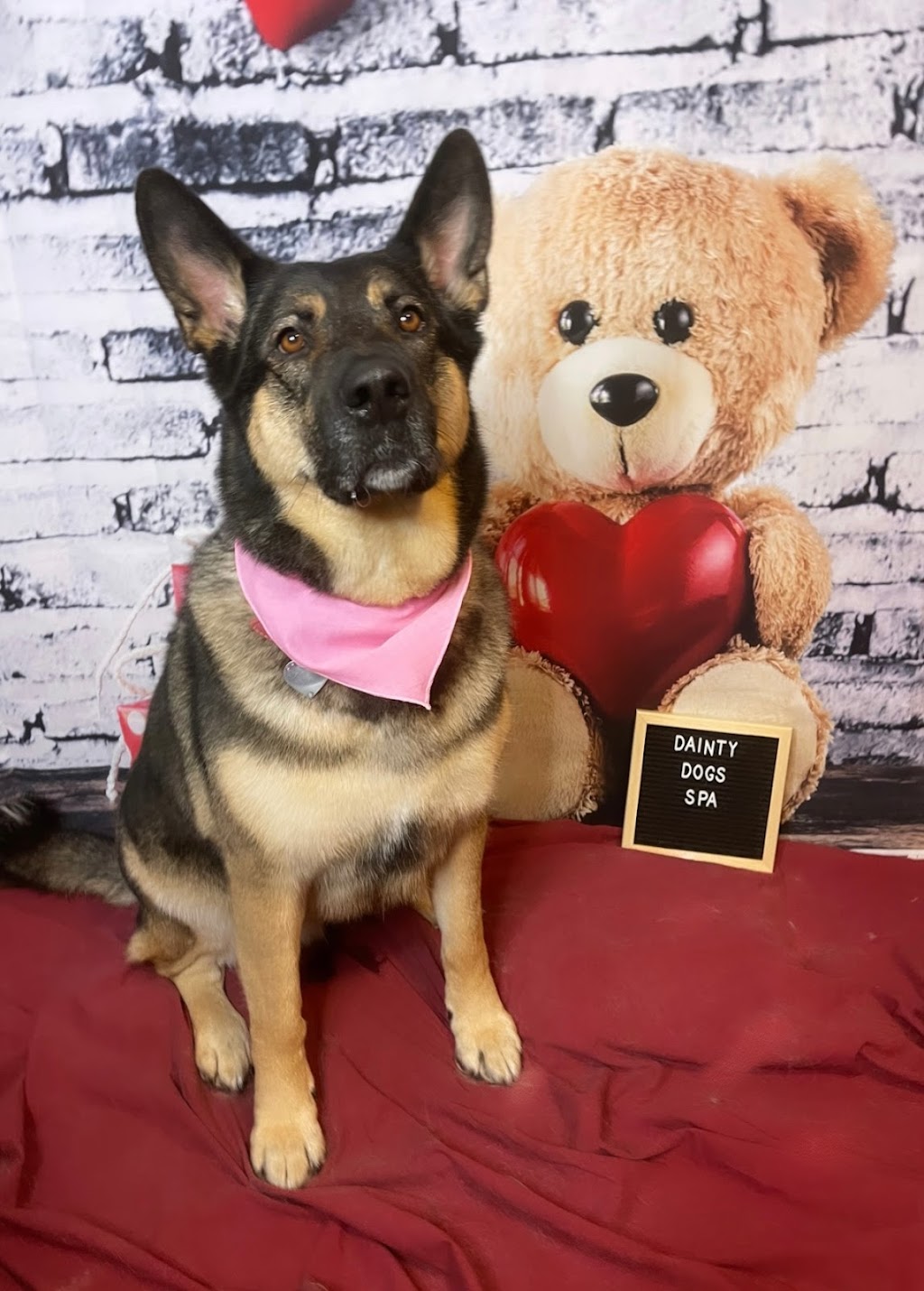 Dainty Dogs Spa Ltd. | 206 21252 Twp Rd 540, Ardrossan, AB T8G 2A1, Canada | Phone: (780) 243-7701