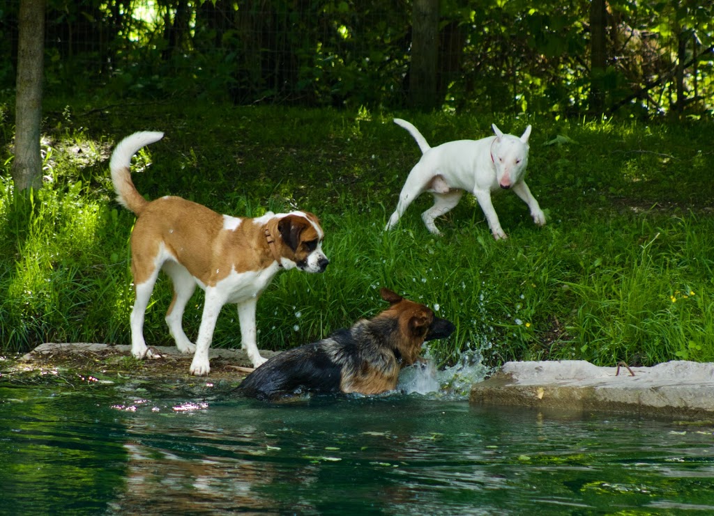 R & R Pet Paradise | 9449 1 Rd N, Harriston, ON N0G 1Z0, Canada | Phone: (519) 338-2223
