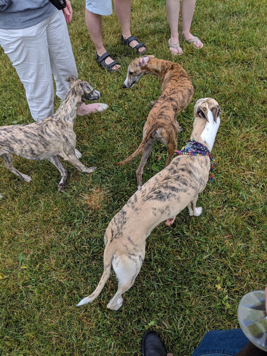 The Whippet Ranch | Twp., 7778 Side Rd 21, Alma, ON N0B 1A0, Canada