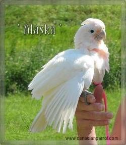 Canadian Parrot | Box 73, Site 15, RR1, Strathmore, AB T1P 1J6, Canada | Phone: (587) 333-5337