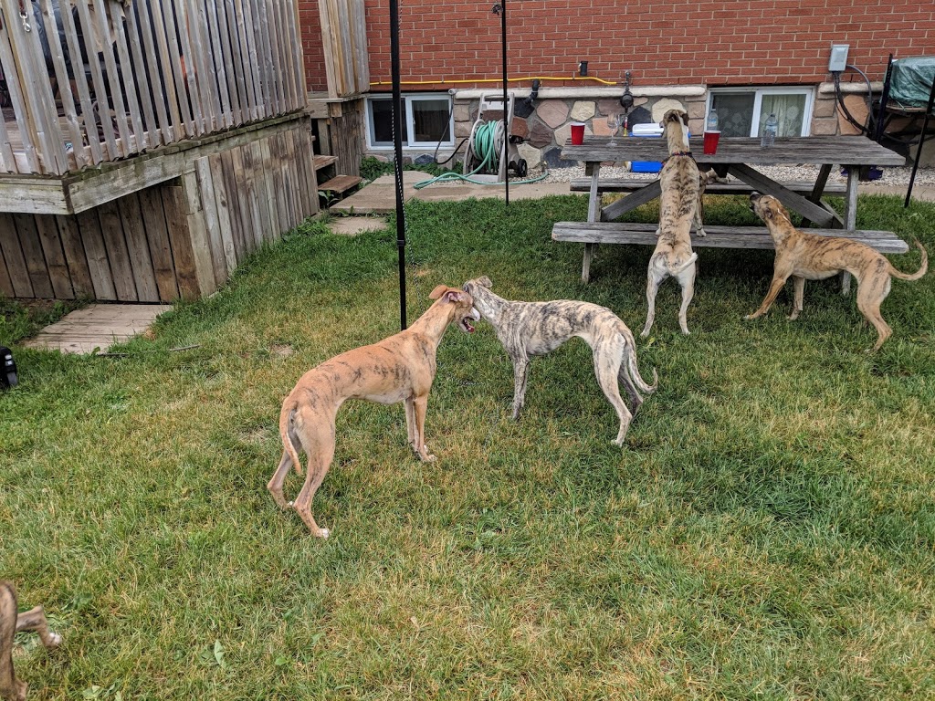 The Whippet Ranch | Twp., 7778 Side Rd 21, Alma, ON N0B 1A0, Canada
