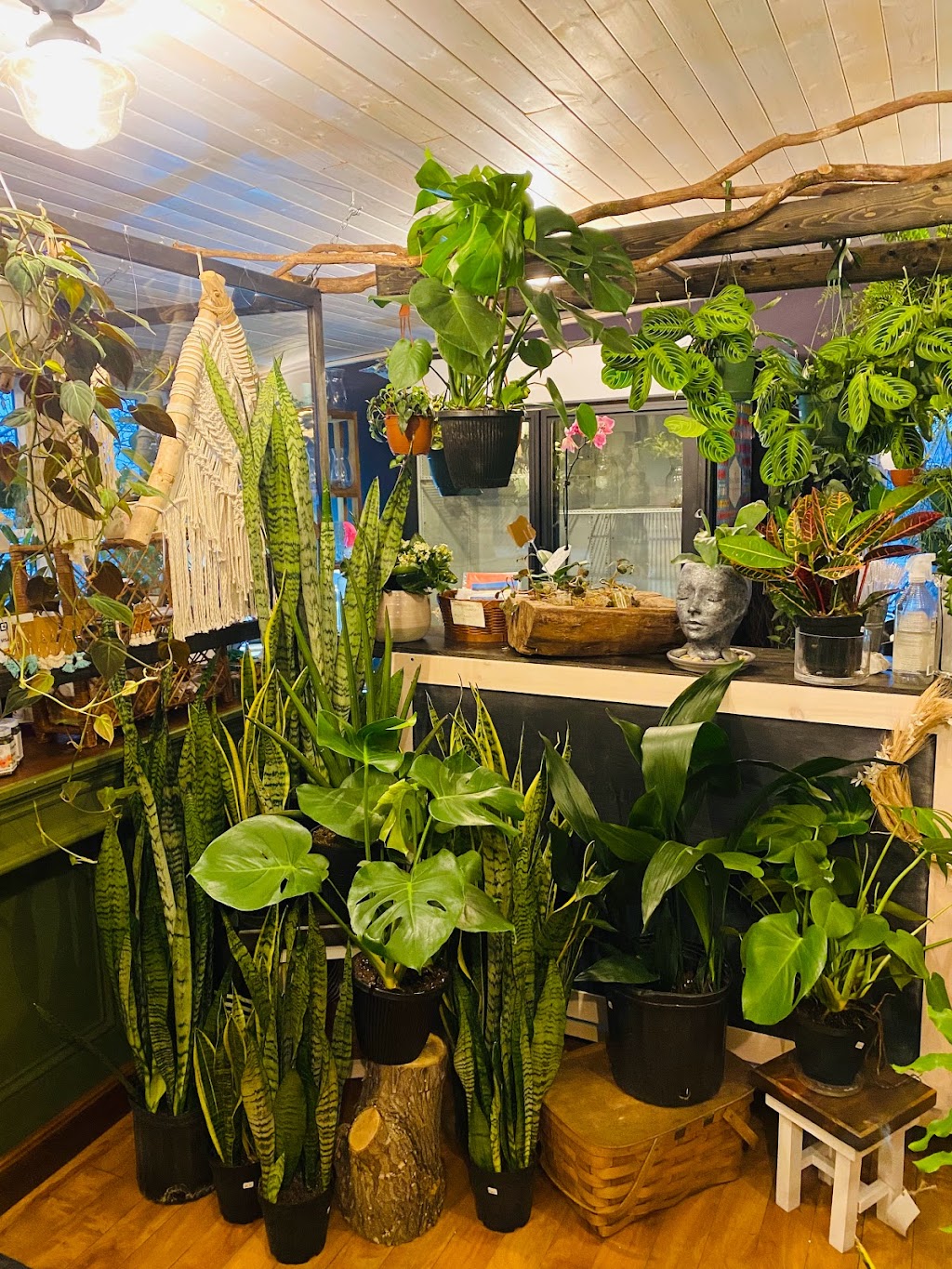 Fayes Wildflowers | 10 Pelham St, Lunenburg, NS B0J 2C0, Canada | Phone: (902) 634-8421