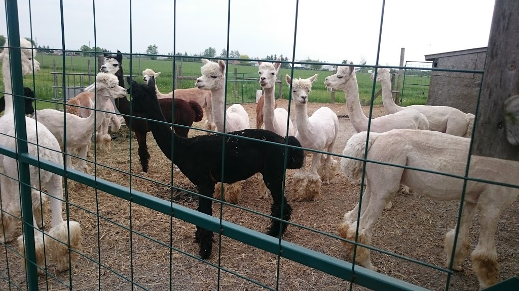 Alpacas from Eighth & Mud | 232 8th Rd E, Stoney Creek, ON L8J 3M2, Canada | Phone: (905) 308-6188