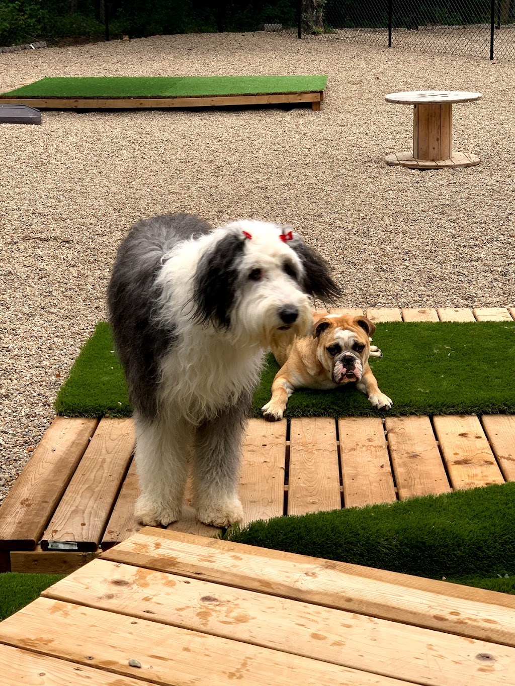 The Bark Club NB | 325 Whites Settlement Rd, Cocagne, NB E4R 3P4, Canada | Phone: (506) 871-4854