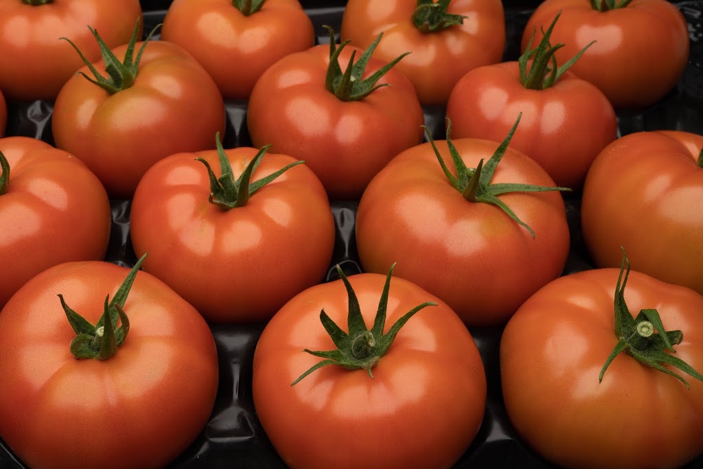 DiCiocco Farms Inc. | 308 Talbot St E, Leamington, ON N8H 3V6, Canada | Phone: (519) 326-2339