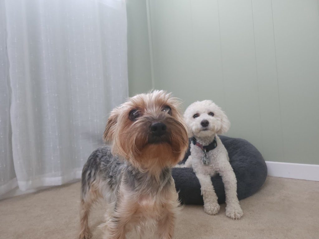 Eugene Dog Boarding and Training | 56A Mill St E, Acton, ON L7J 1H3, Canada | Phone: (647) 675-0958