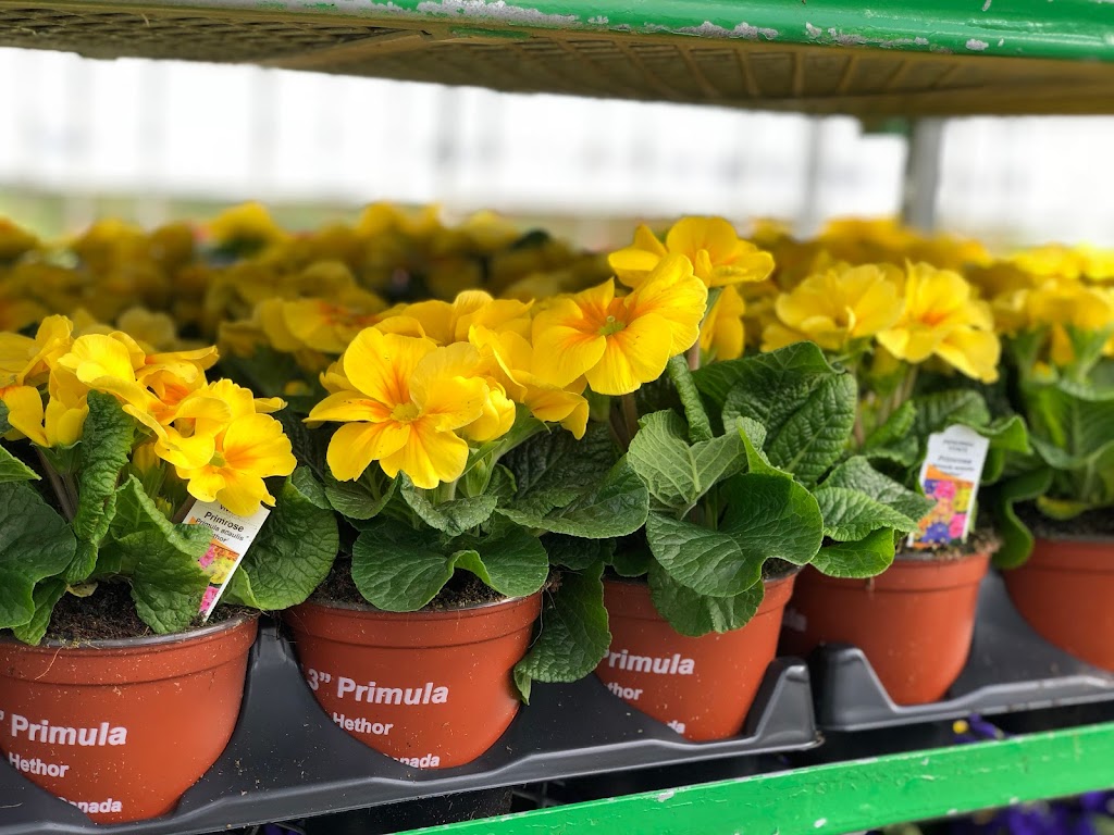 Devry Greenhouses | 49259 Castleman Road, Chilliwack, BC V2P 6H4, Canada | Phone: (604) 794-3874