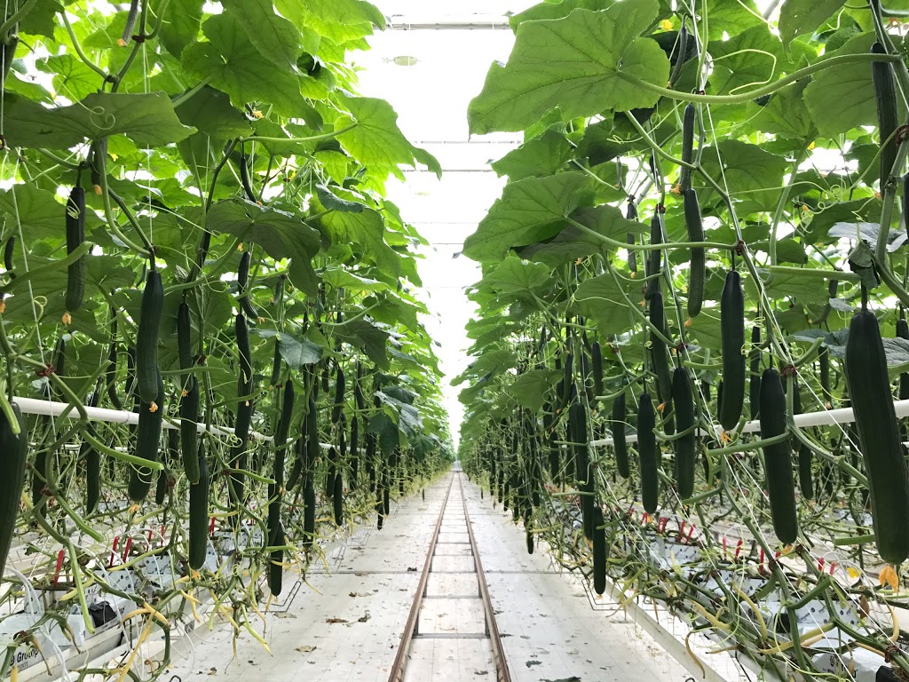 Doefs Greenhouses Ltd. | 41117 Hwy 792, Lacombe County, AB T4L 2N3, Canada | Phone: (403) 782-2704