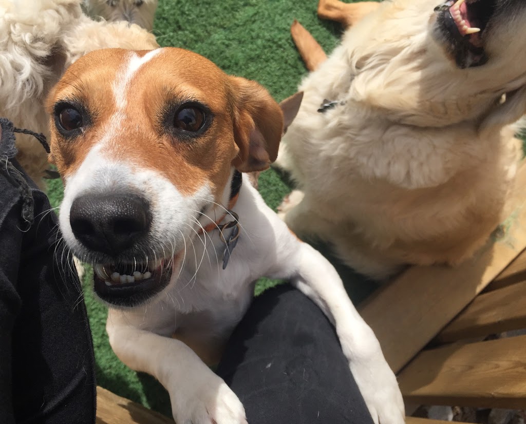The Den Doggy Daycare | 5325 Harvester Rd, Burlington, ON L7L 5K4, Canada | Phone: (905) 631-5454