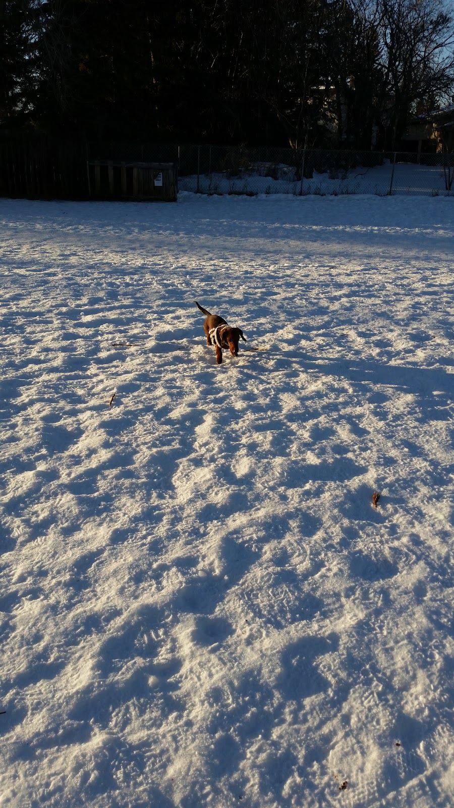 Dog Off Leash Park | Calgary, AB T2W 1W3, Canada