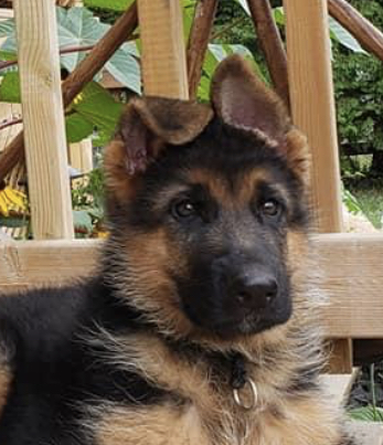 Redwood German shepherds kennel | 100 Hwy 17, Walford, ON P0P 2E0, Canada | Phone: (705) 849-4001