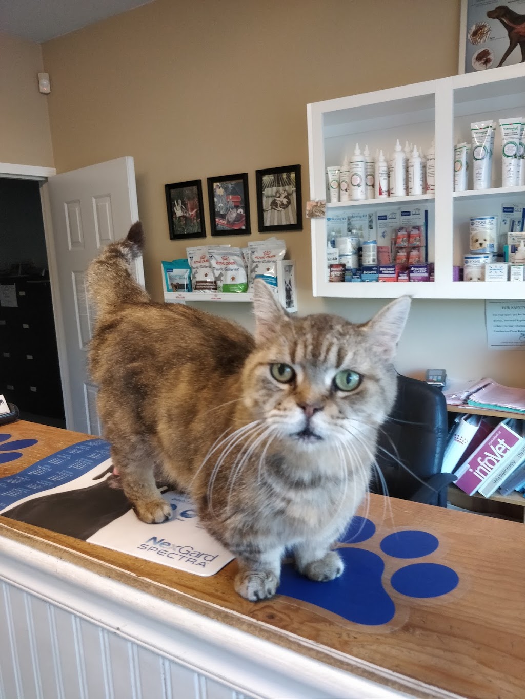 South Valley Veterinary Hospital | 10412 BC-97, Osoyoos, BC V0H 1V2, Canada | Phone: (250) 495-6760