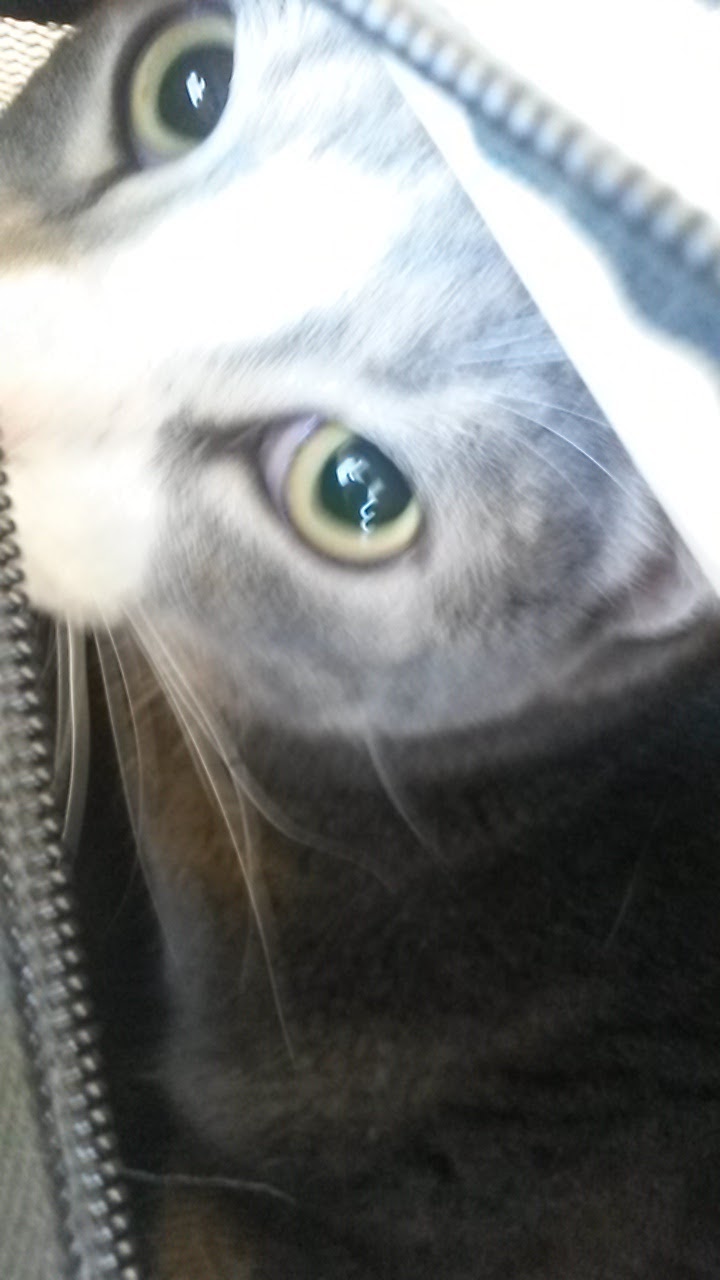 South Surrey Veterinary Hospital | 14018 32 Ave, Surrey, BC V4P 2J2, Canada | Phone: (604) 538-7874