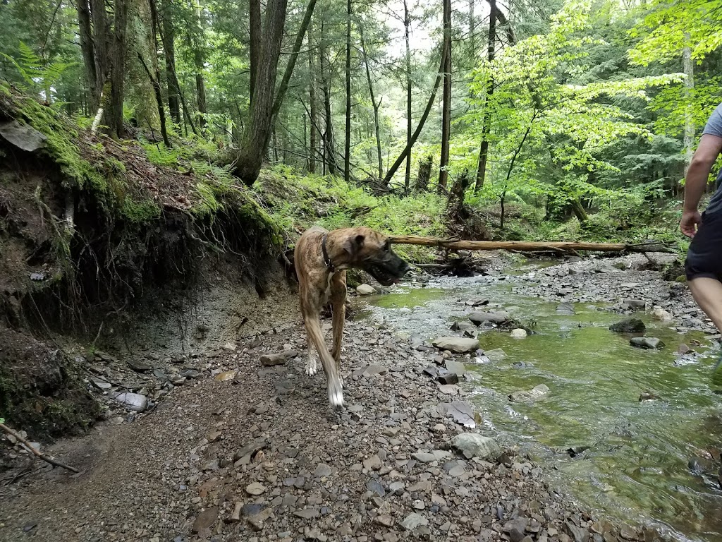 Sprague Brook County Park | 9674 Foote Rd, Glenwood, NY 14069, USA | Phone: (716) 592-2804