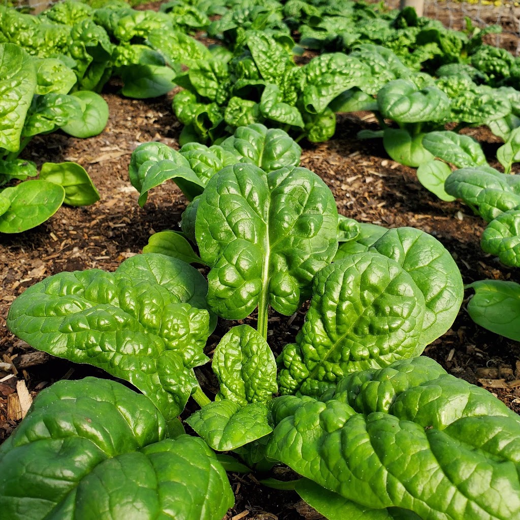 Local Harvest Market | 7697 Lickman Rd, Chilliwack, BC V2R 4A7, Canada | Phone: (604) 846-6006