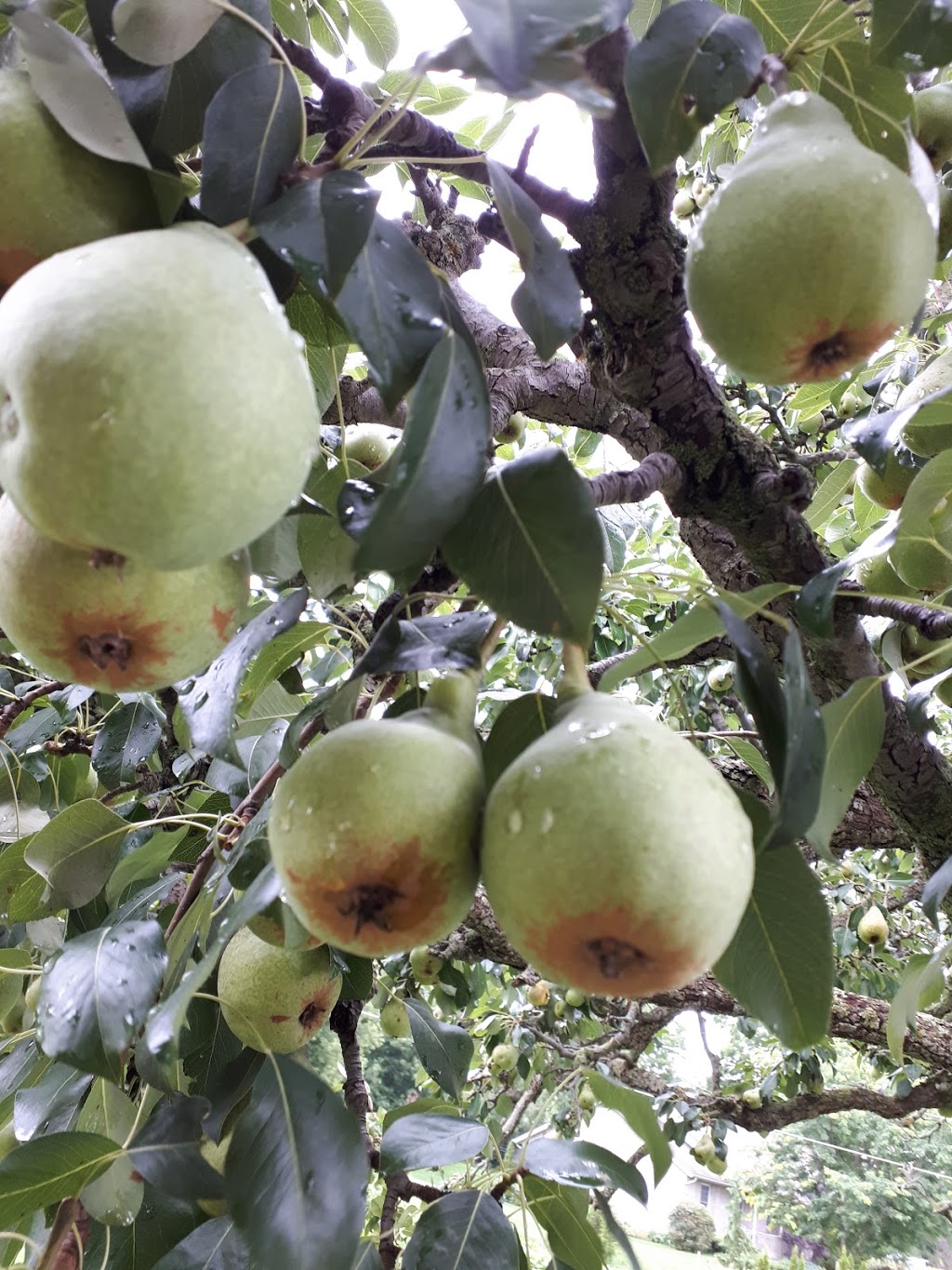 Oxford Arborists Inc. | 584425 Beachville Rd, Beachville, ON N0J 1A0, Canada | Phone: (519) 709-2180