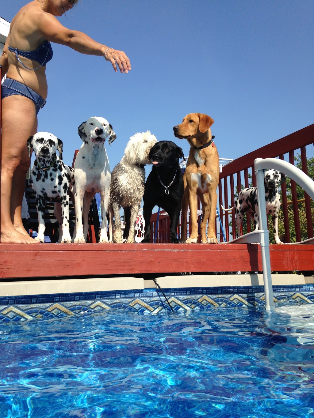 Gîte Canin chez Georges et Juliette | 418 Chemin Morin, LIslet, QC G0R 2B0, Canada | Phone: (418) 234-7320