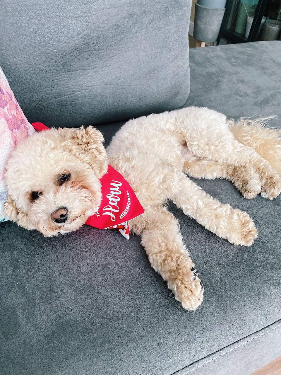 Pawsh Bandana by J&J | 794 Rd 64 N, Winnipeg, MB R2X 1N4, Canada | Phone: (204) 599-4778