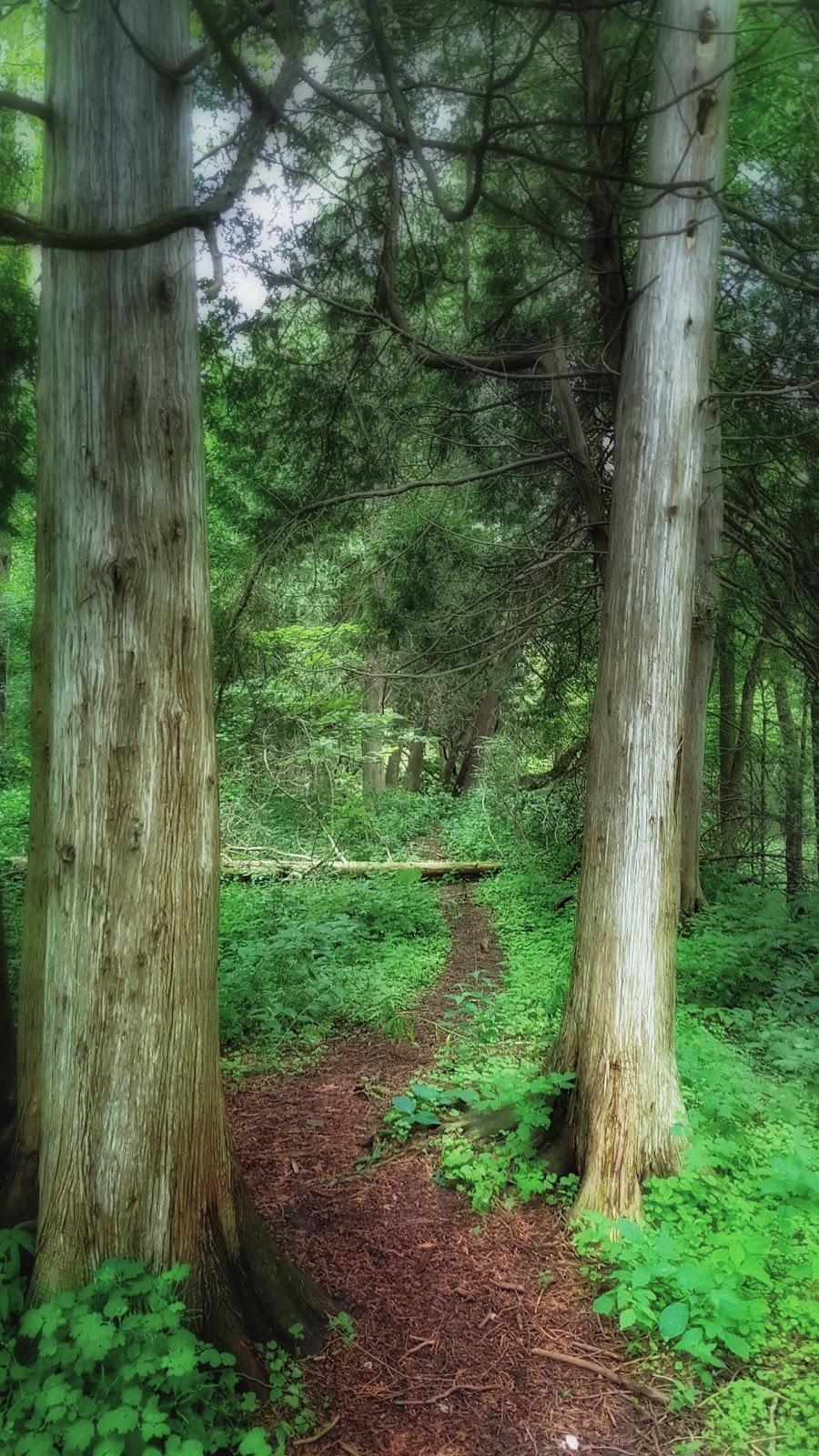 Finch Meander Trail | 361 Old Finch Ave, Scarborough, ON M1B, Canada