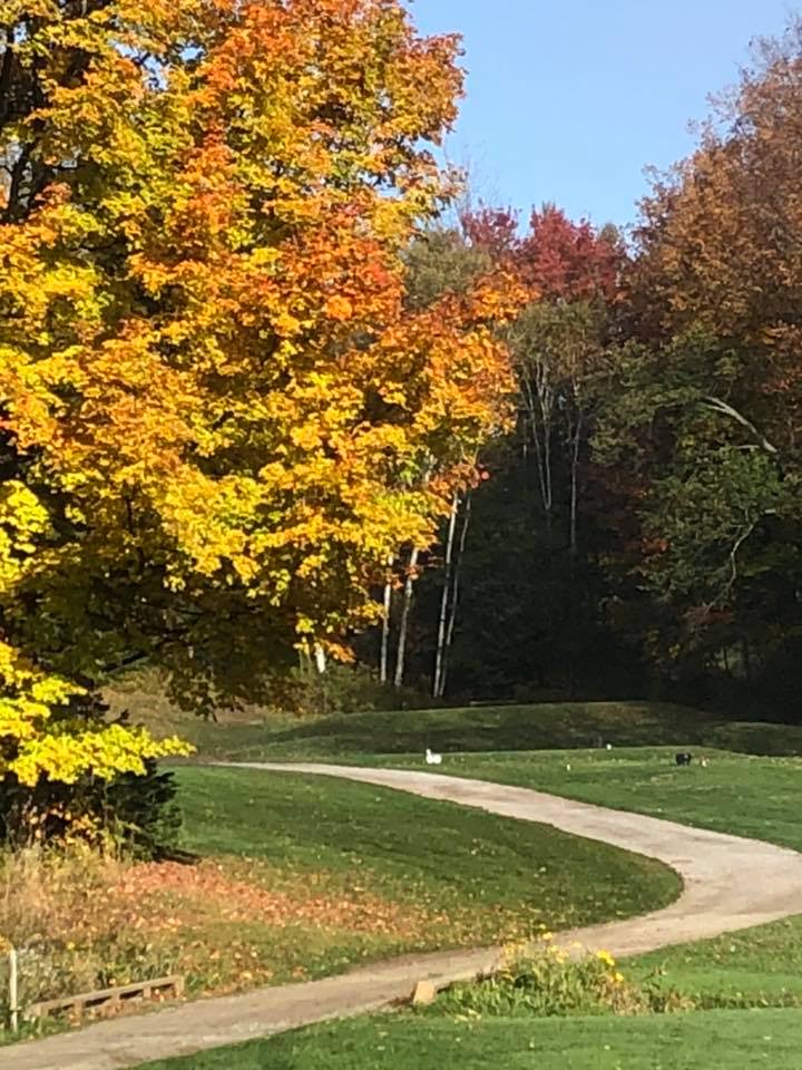 Pinestone Resort Golf Course | 4252 Haliburton County Rd 21, Haliburton, ON K0M 1S0, Canada | Phone: (705) 457-3444