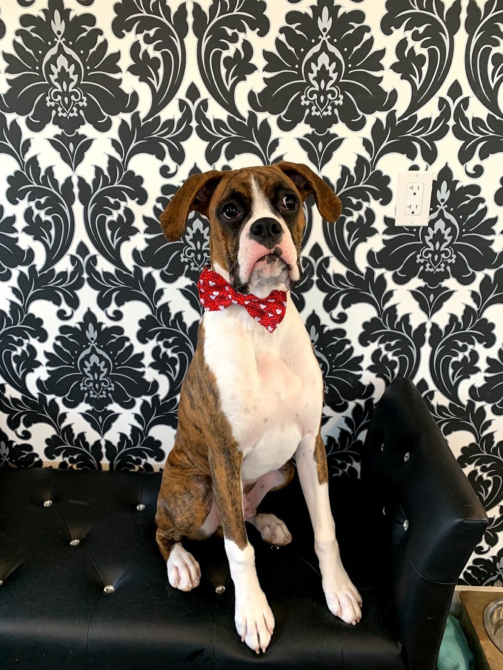 Fluff It Dog Grooming | 101 Darlington Ct, Sherwood Park, AB T8H 1N9, Canada | Phone: (587) 269-3583