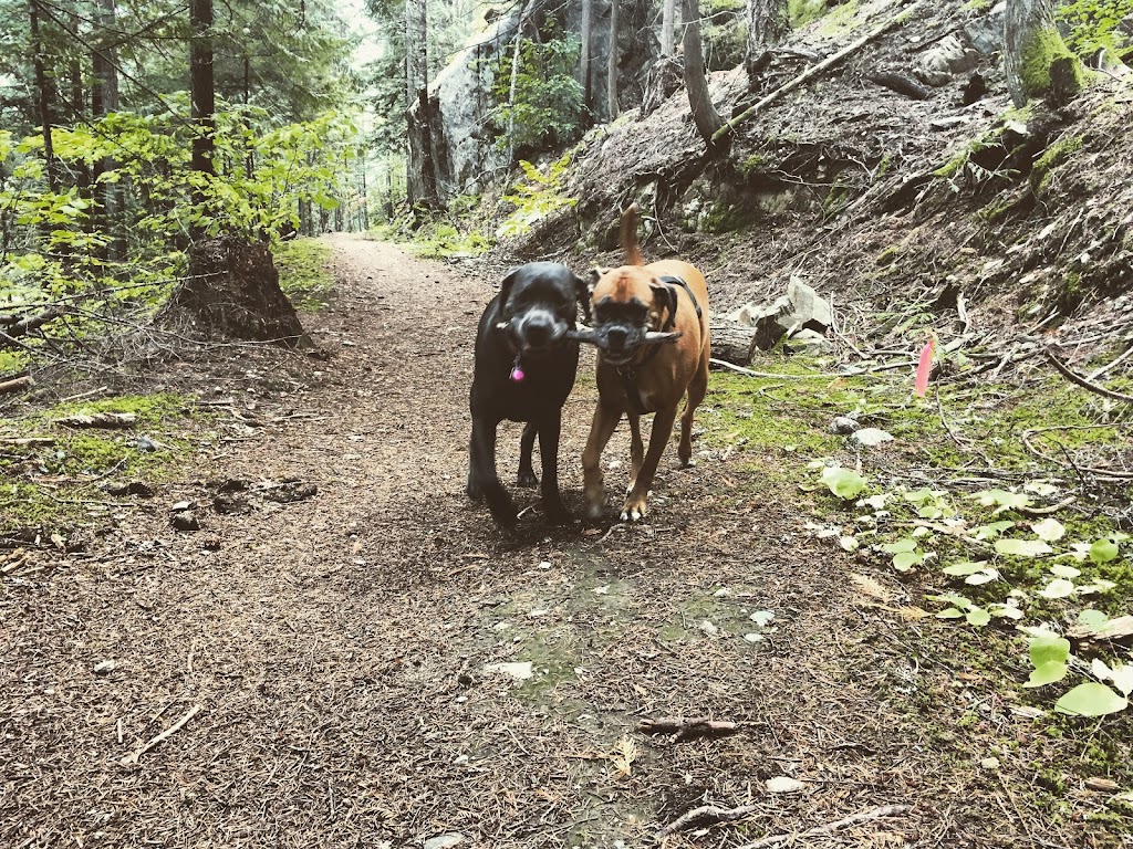 Trail Dogs | Pemberton, BC V0N 2L2, Canada | Phone: (604) 905-9273