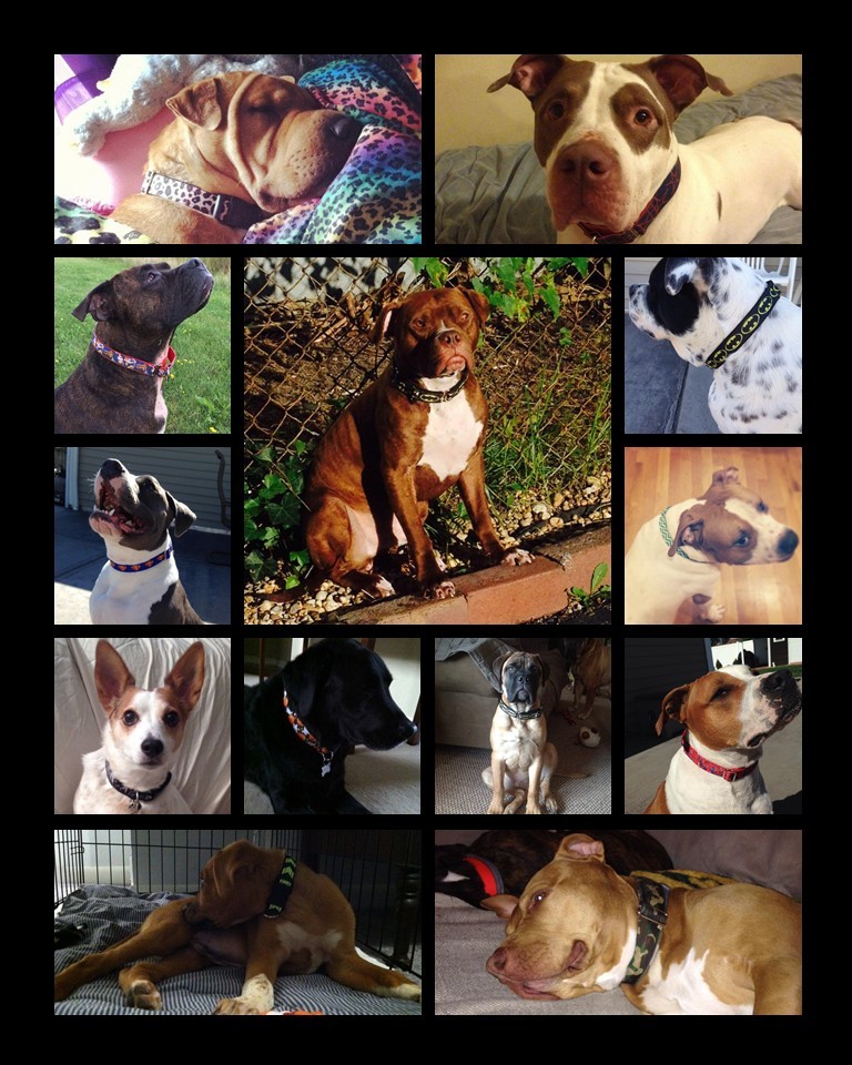 Doggie Stylz | 155, Broadway, Lancaster, NY 14086, USA | Phone: (716) 901-5878