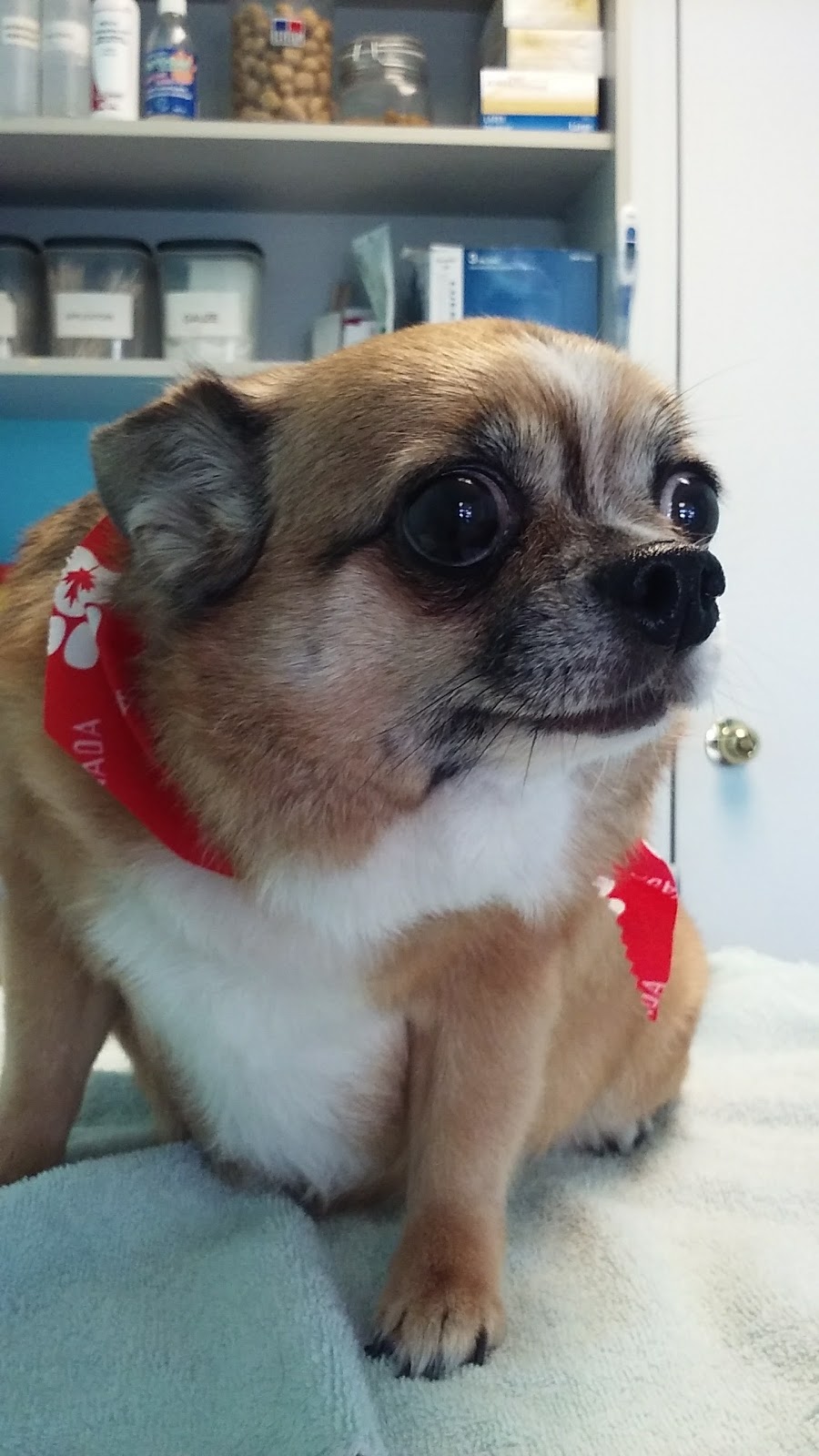 Brimley-Lawrence Animal Clinic | 807 Brimley Rd, Scarborough, ON M1J 1C9, Canada | Phone: (416) 266-9380