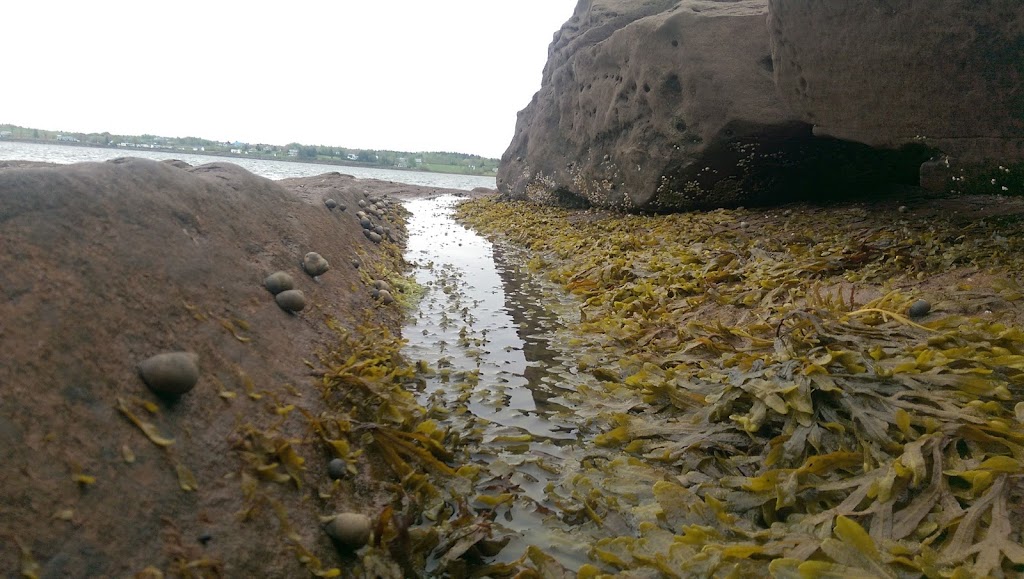 Camp Pagweak | 9395 NS-6, Pugwash, NS B0K 1L0, Canada | Phone: (902) 597-8583