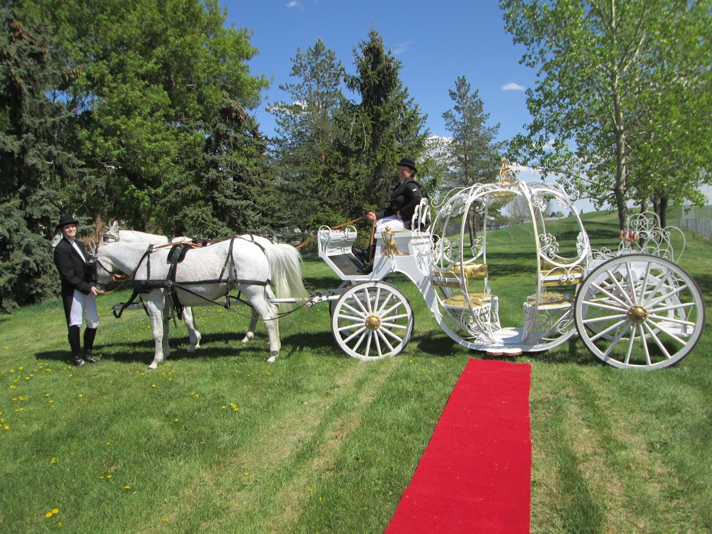 Horse Sense Training & Petting Zoo | 54410 Range Rd 255, Sturgeon County, AB T8T 0T9, Canada | Phone: (780) 470-0414