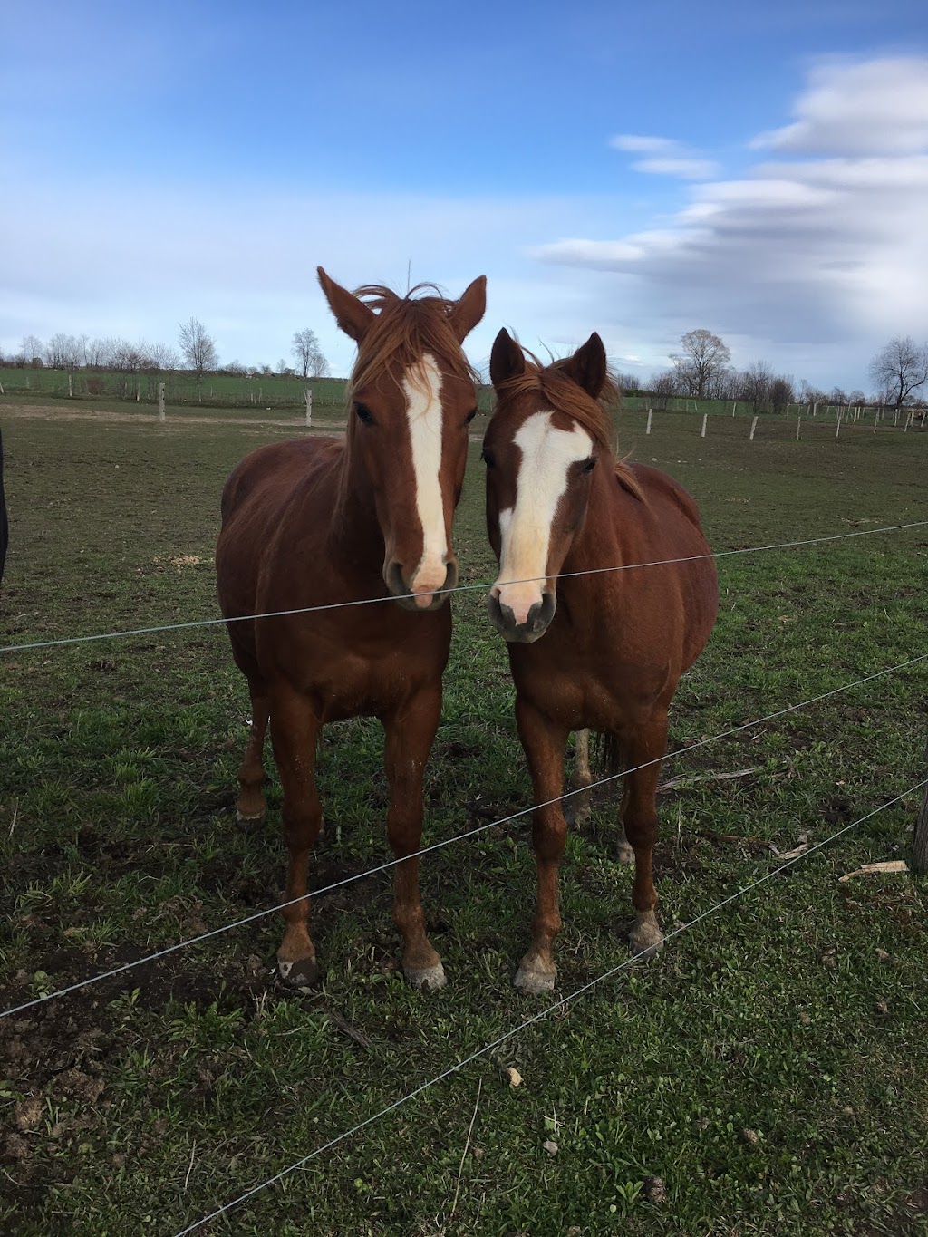 DenMar Farms | 526 Concession 17 West, Tiny, ON L9M 0K5, Canada | Phone: (705) 528-2568