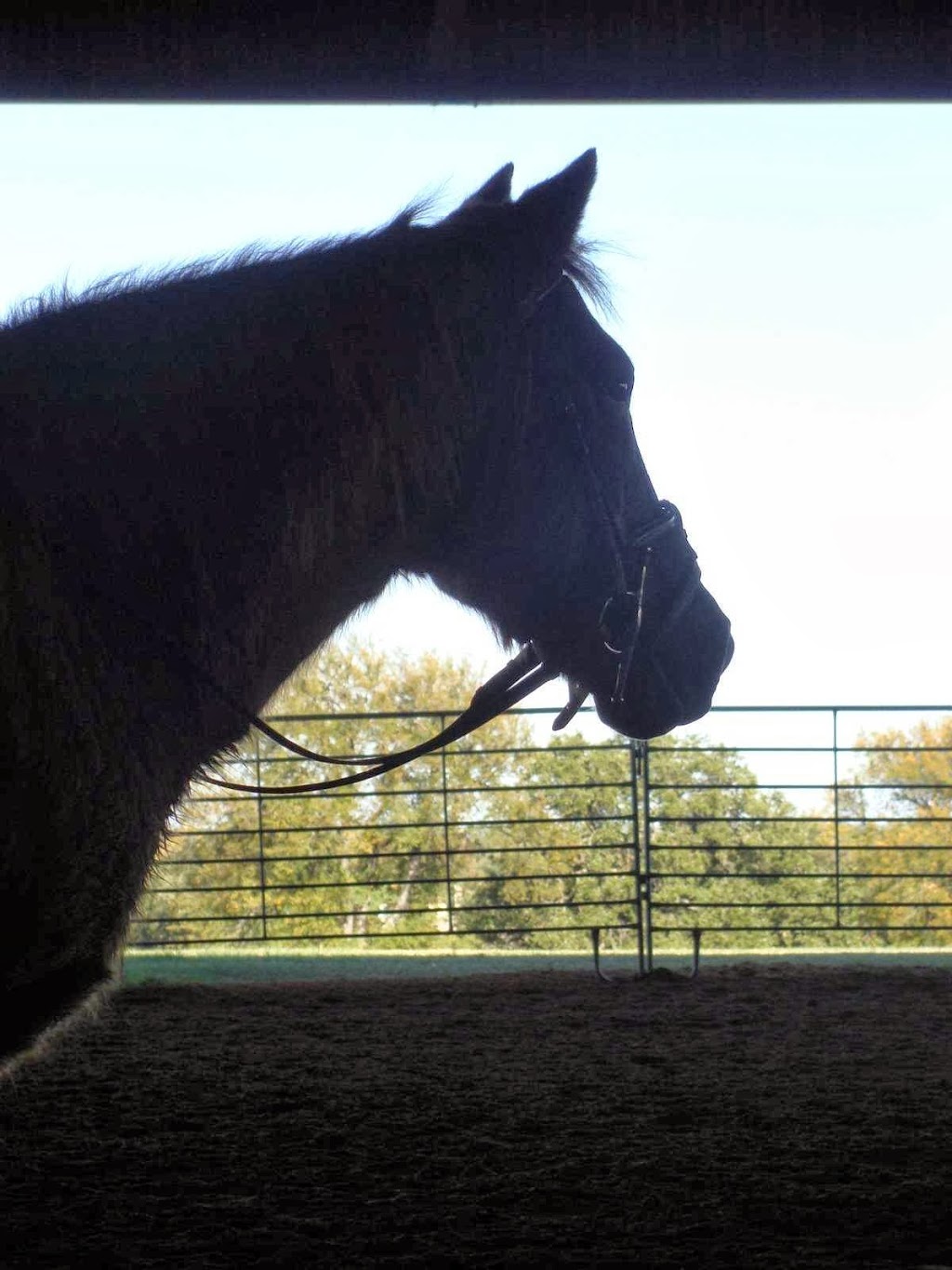 St Andrews Stables | 1221 Bay Rd, Saint Andrews, MB R1A 3S3, Canada | Phone: (204) 295-5134