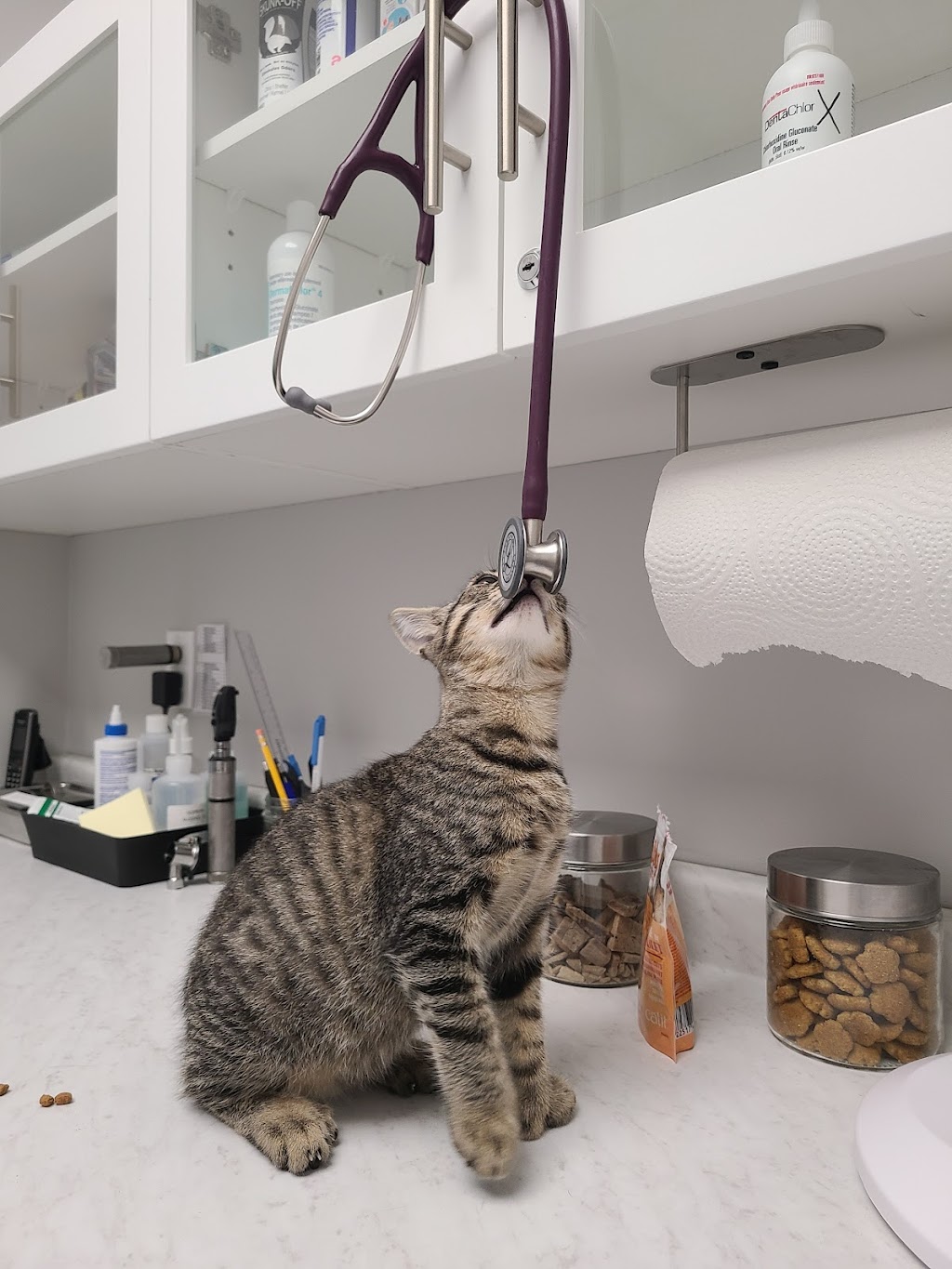 Beechwood Veterinary Services | 407 St. Laurent Blvd, Ottawa, ON K1K 2Z6, Canada | Phone: (613) 748-9820