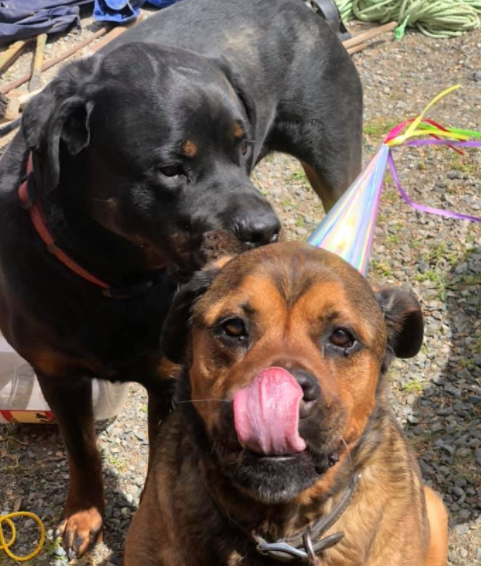 Cedar Ridge Canine | 2521 Townend Rd, Duncan, BC V9L 4L4, Canada | Phone: (250) 710-7525