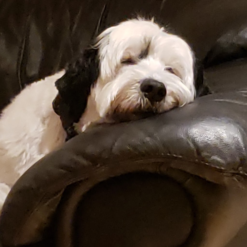 DANJEK KENNEL-Portuguese Water Dog (PWD) | #0000, Saint-Lazare, QC H0H 0H0, Canada | Phone: (514) 588-2051