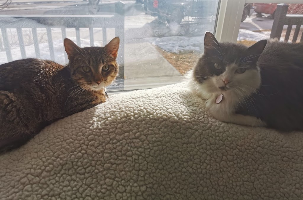 Fen Vet | 2880 Main St SE #1001, Airdrie, AB T4B 3G4, Canada | Phone: (587) 602-4442