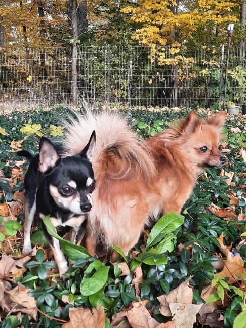K9 Cottage | Parkwood Dr, Cambridge, ON N1S 3K8, Canada | Phone: (519) 223-5207