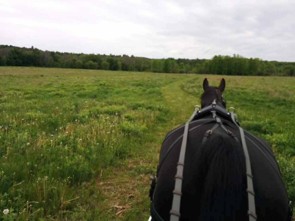 Dei Equorum Stables | 2228 Hallecks Rd W, Brockville, ON K6V 5T3, Canada | Phone: (613) 802-0544