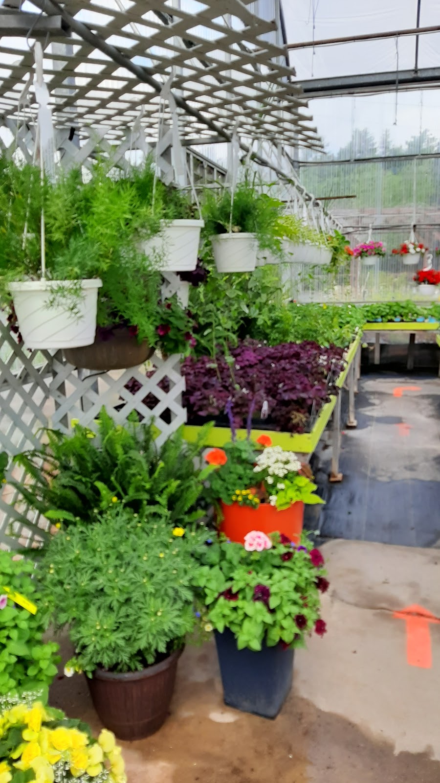 Village Nursery | 430 New Cumberland Rd, Pleasantville, NS B0R 1G0, Canada | Phone: (902) 543-5649