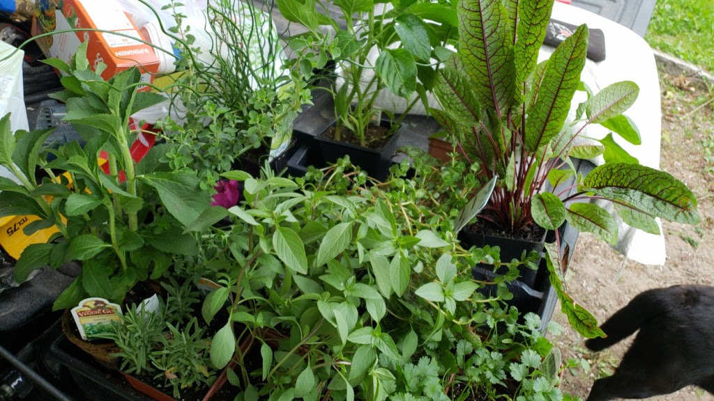 Meadowville Garden Centre Inc. | 7767 Wellington Rd 124, Guelph, ON N1H 6H7, Canada | Phone: (519) 822-0840