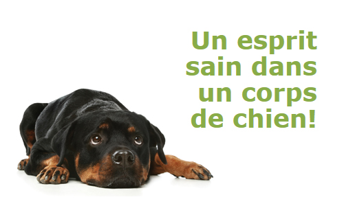 Joëlle Hamelin, intervenante en comportement canin | 287 Rue Lemonde, Granby, QC J2H 2Y1, Canada | Phone: (514) 668-0950
