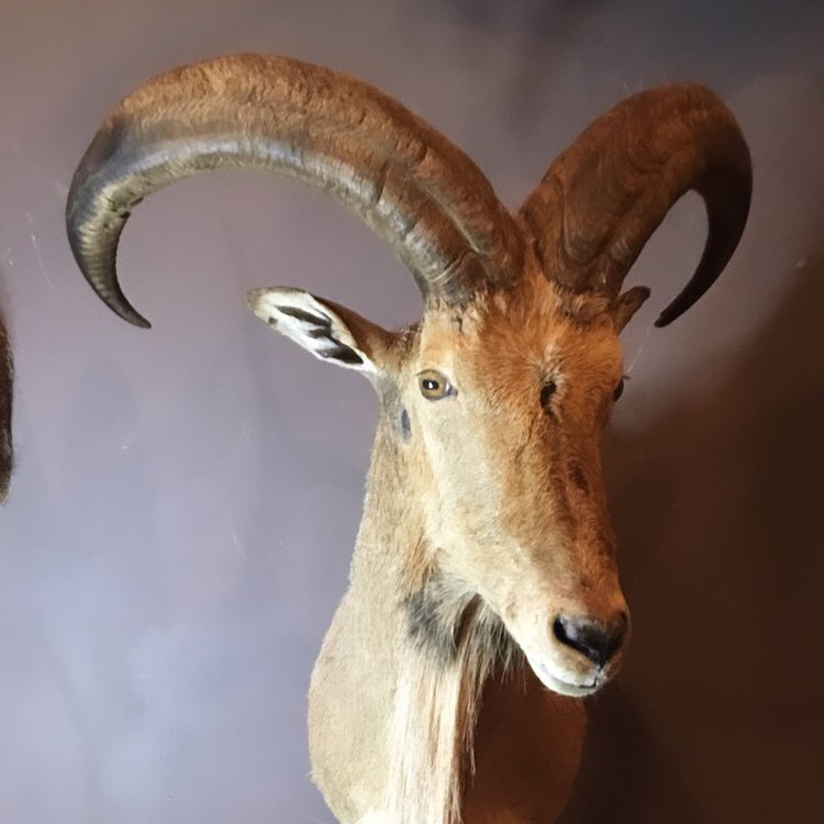 Bear Paw Taxidermy Studios | 11324 Larsen St, Mission, BC V4S 1L1, Canada | Phone: (604) 220-4277