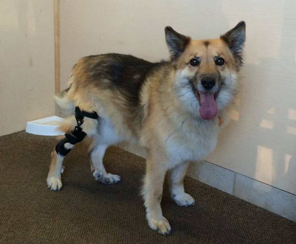 Canine Fitness Centre | 4515 Manhattan Rd SE, Calgary, AB T2G 4B3, Canada | Phone: (403) 204-0823