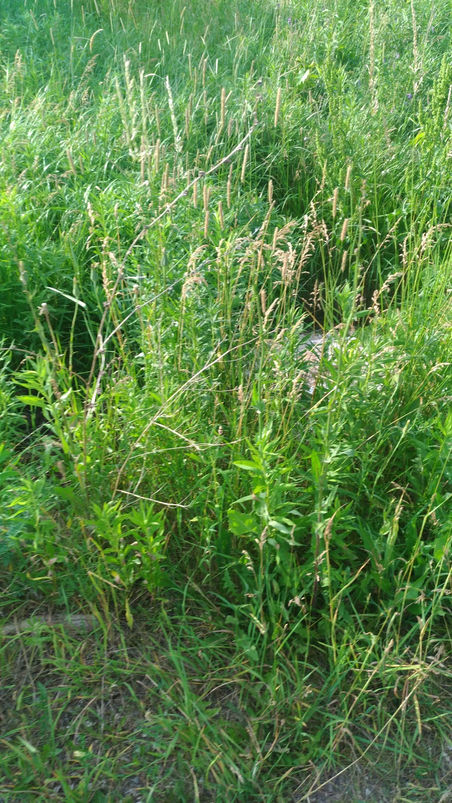 Eileen John Holland Nature Sanctuary | 1388 Old York Rd, Burlington, ON L7P 4Y6, Canada