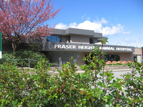 Fraser Heights Animal Hospital | 15585 104 Ave, Surrey, BC V3R 1N9, Canada | Phone: (604) 588-4161
