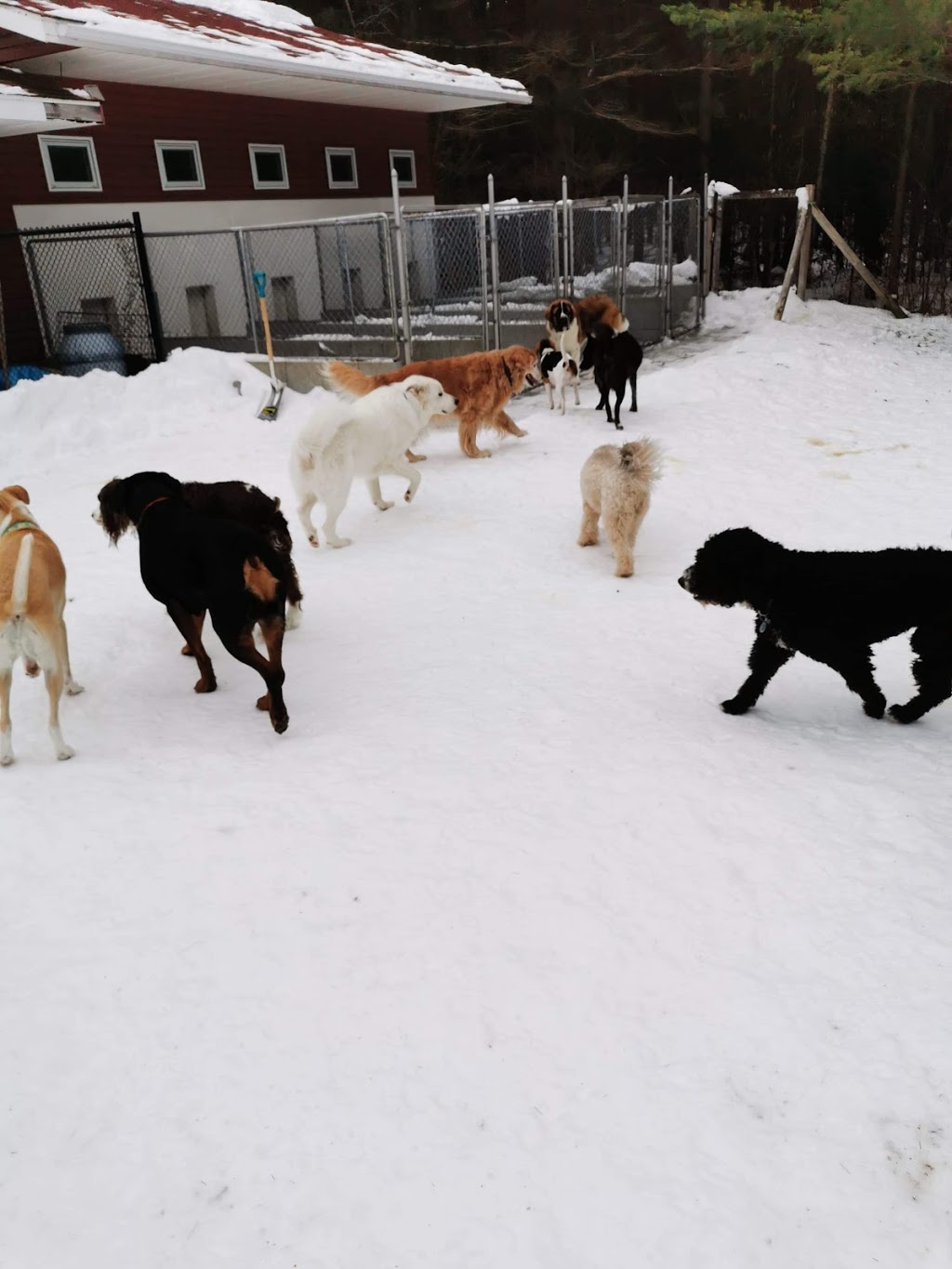 Four Paws Ready Inn - Boarding & Athletics | 291 Concession Road 4 & 5 W, Huntsville, ON P1H 2J3, Canada | Phone: (705) 789-8302