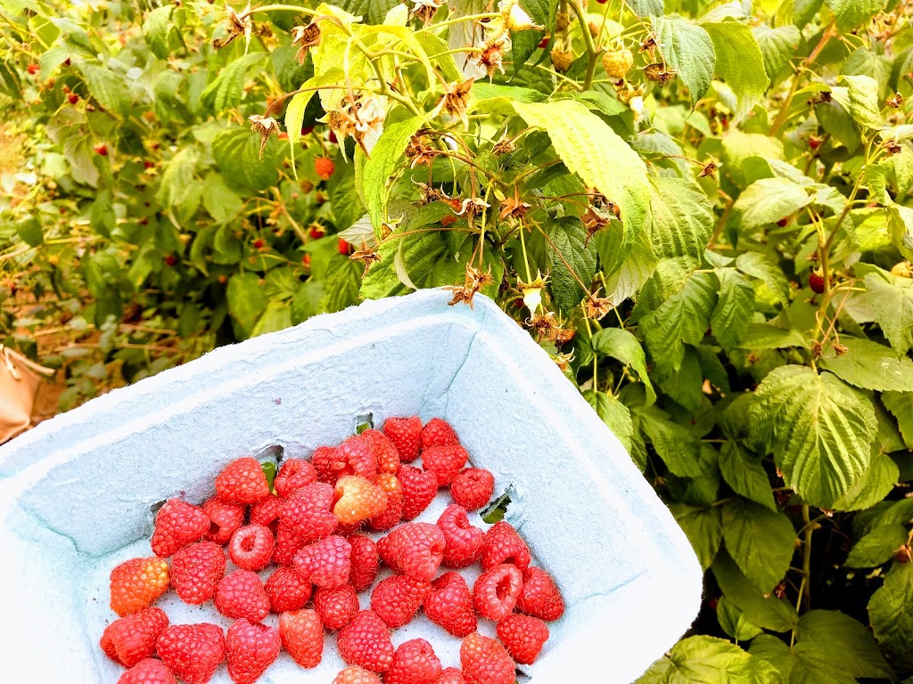 Bumbleberry Farms | 31580 Huntingdon Rd, Abbotsford, BC V2T 6B8, Canada | Phone: (604) 835-3416