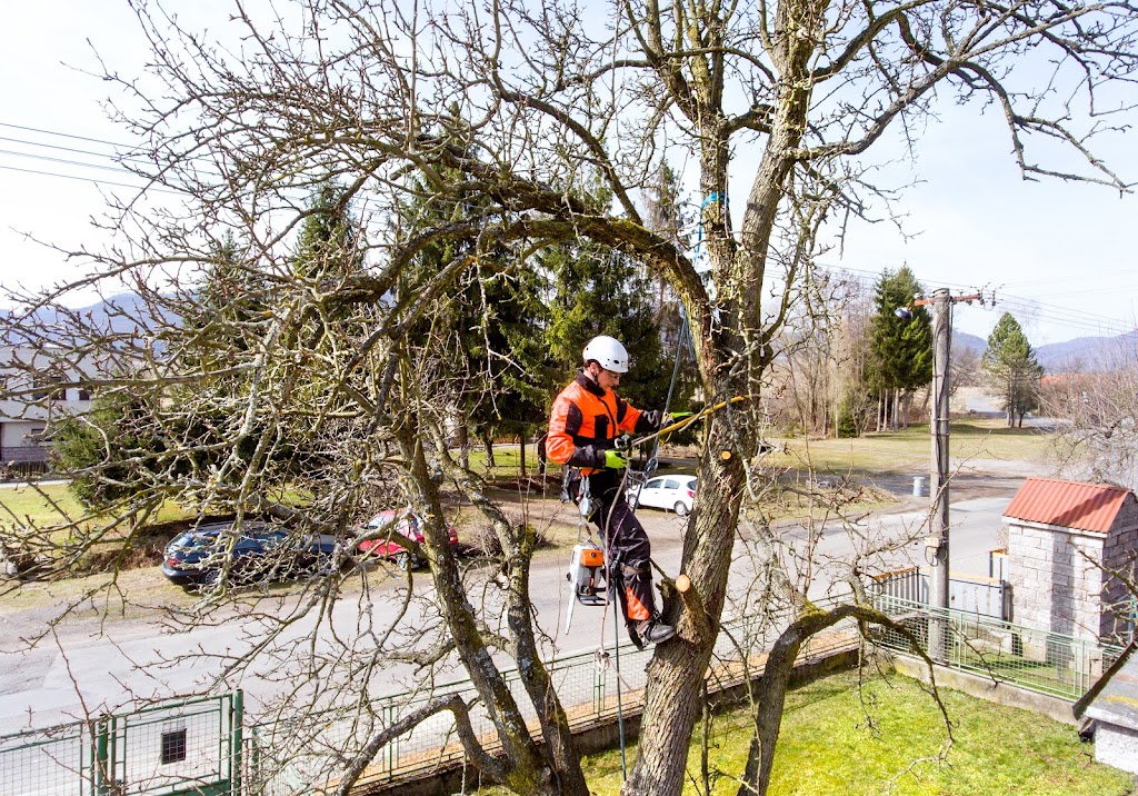 Arbor Man Tree Care | 1320 77 Ave NW, Edmonton, AB T6P 1M2, Canada | Phone: (780) 485-9663